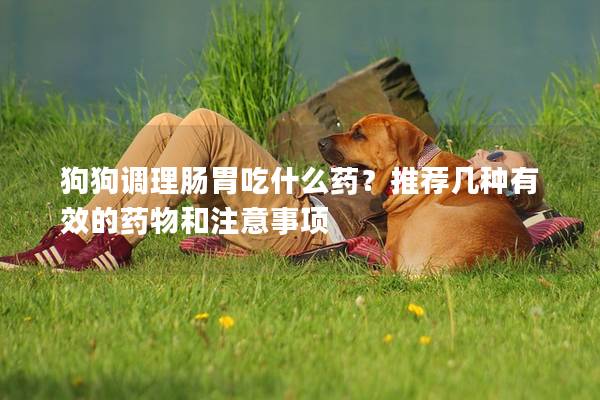 狗狗調(diào)理腸胃吃什么藥？推薦幾種有效的藥物和注意事項(xiàng)