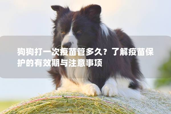 狗狗打一次疫苗管多久？了解疫苗保護的有效期與注意事項