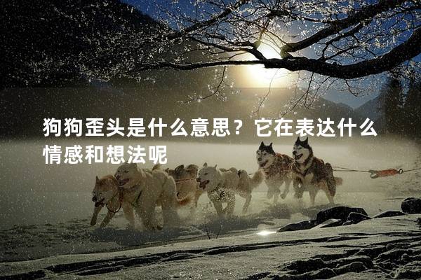 狗狗歪頭是什么意思？它在表達(dá)什么情感和想法呢