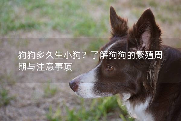 狗狗多久生小狗？了解狗狗的繁殖周期與注意事項