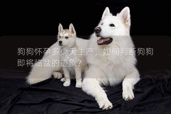 狗狗懷孕多少天生產，如何判斷狗狗即將臨盆的跡象？