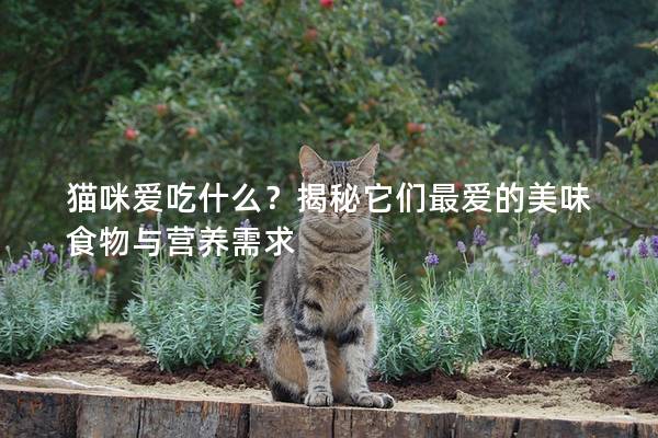 貓咪愛吃什么？揭秘它們最愛的美味食物與營養需求