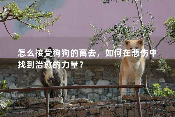 怎么接受狗狗的離去，如何在悲傷中找到治愈的力量？