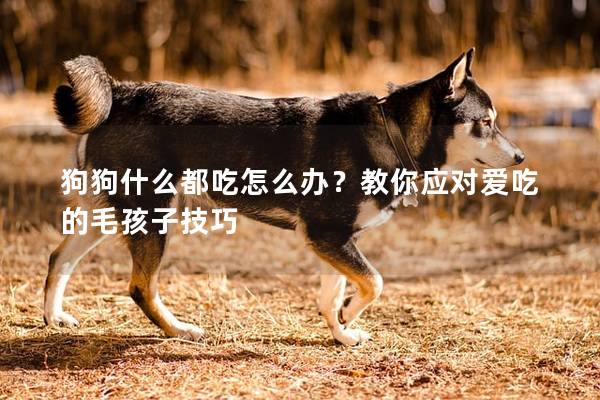 狗狗什么都吃怎么辦？教你應對愛吃的毛孩子技巧