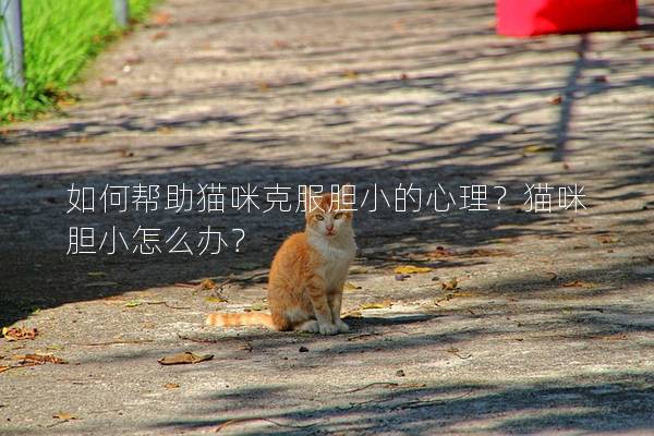 如何幫助貓咪克服膽小的心理？貓咪膽小怎么辦？