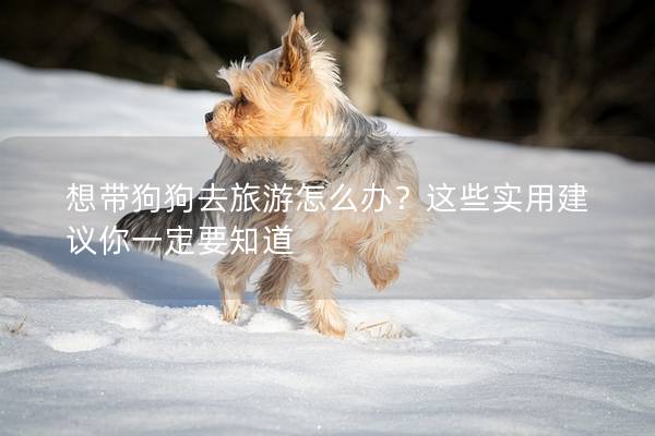 想帶狗狗去旅游怎么辦？這些實用建議你一定要知道