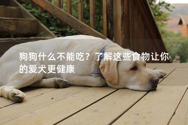 狗狗什么不能吃？了解這些食物讓你的愛犬更健康