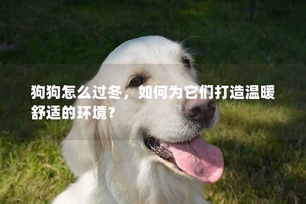 狗狗怎么過冬，如何為它們打造溫暖舒適的環境？