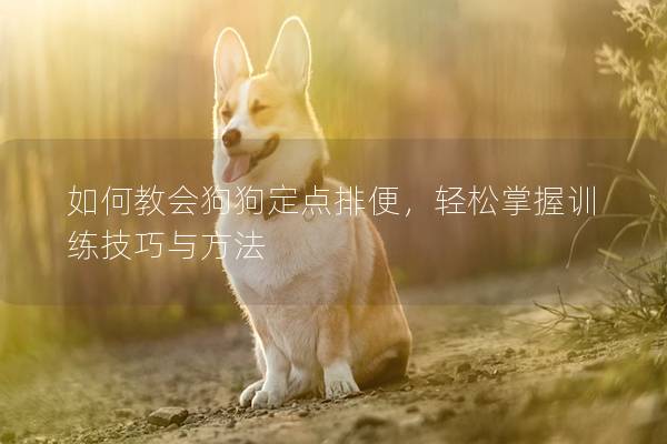 如何教會狗狗定點排便，輕松掌握訓(xùn)練技巧與方法