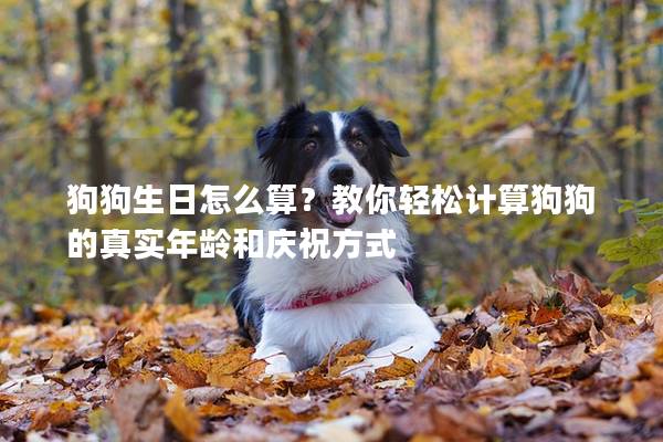 狗狗生日怎么算?教你輕松計算狗狗的真實年齡和慶祝方式 狗狗生日怎么算?教你輕松計算狗狗的真實年齡和慶祝方式