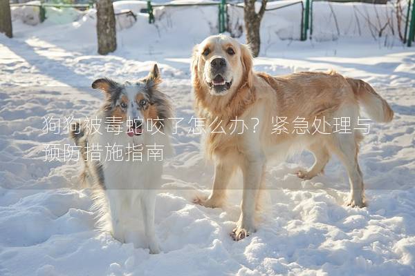 狗狗被毒蛇咬了怎么辦？緊急處理與預防措施指南
