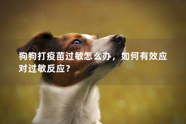 狗狗打疫苗過敏怎么辦，如何有效應對過敏反應？