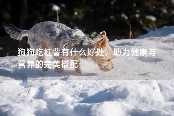 狗狗吃紅薯有什么好處，助力健康與營養的完美搭配