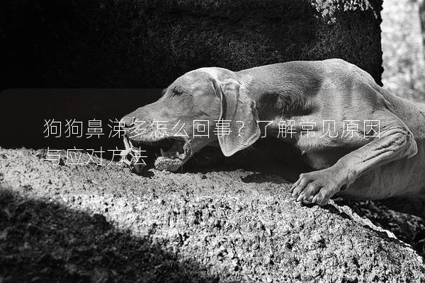 狗狗鼻涕多怎么回事？了解常見原因與應對方法