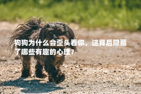 狗狗為什么會歪頭看你，這背后隱藏了哪些有趣的心理？