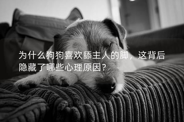 為什么狗狗喜歡舔主人的腳，這背后隱藏了哪些心理原因？