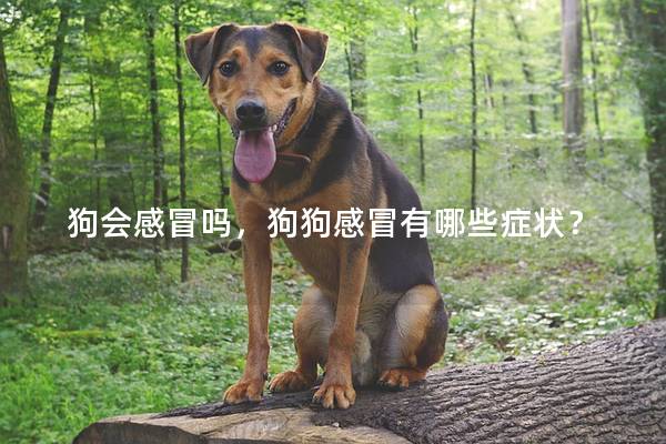 狗會感冒嗎,狗狗感冒有哪些癥狀? 狗會感冒嗎,狗狗感冒有哪些癥狀?