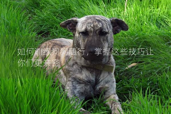 如何訓練狗狗隨行，掌握這些技巧讓你們更親密