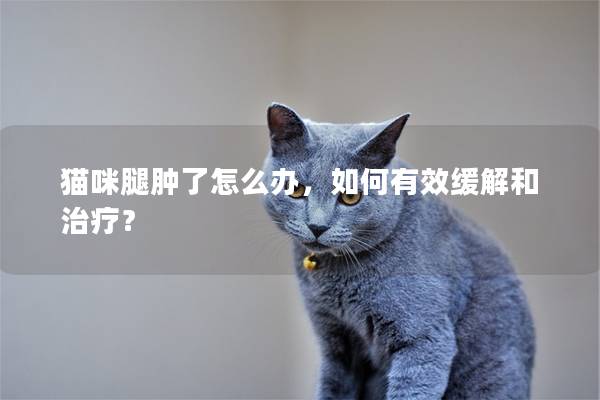 貓咪腿腫了怎么辦，如何有效緩解和治療？