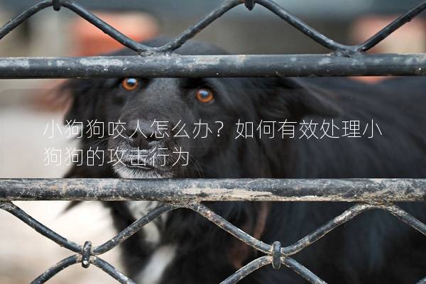 小狗狗咬人怎么辦?如何有效處理小狗狗的攻擊行為 小狗狗咬人怎么辦?如何有效處理小狗狗的攻擊行為
