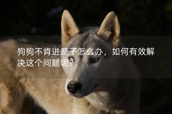 狗狗不肯進籠子怎么辦，如何有效解決這個問題呢？