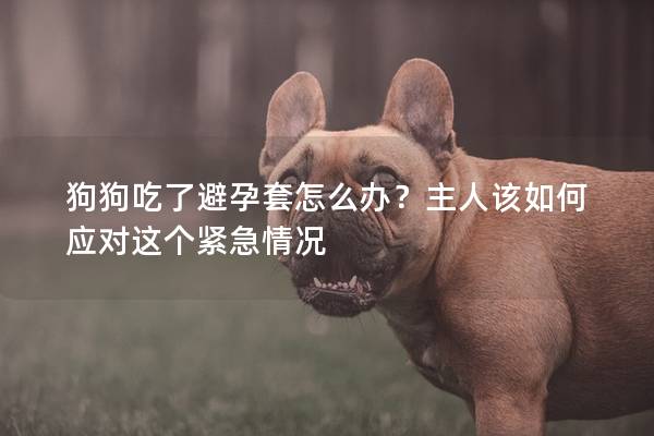 狗狗吃了避孕套怎么辦？主人該如何應對這個緊急情況