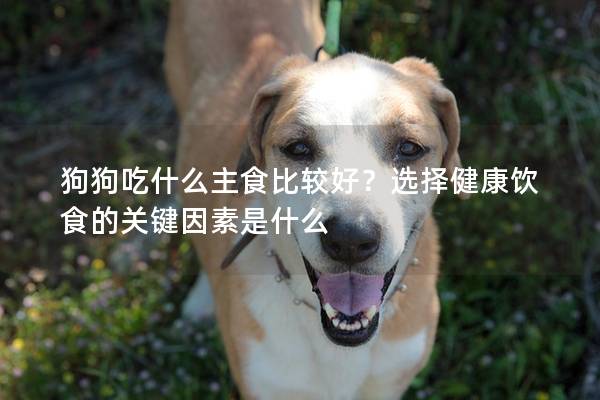 狗狗吃什么主食比較好？選擇健康飲食的關(guān)鍵因素是什么