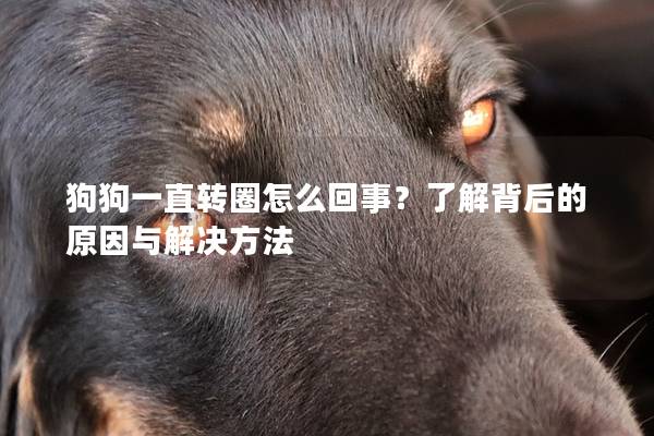 狗狗一直轉(zhuǎn)圈怎么回事？了解背后的原因與解決方法