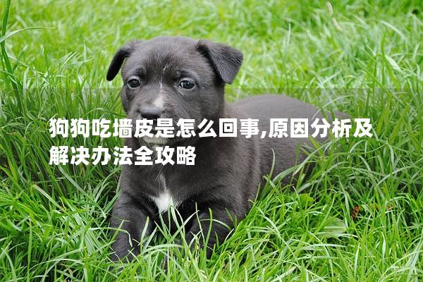 狗狗吃墻皮是怎么回事,原因分析及解決辦法全攻略