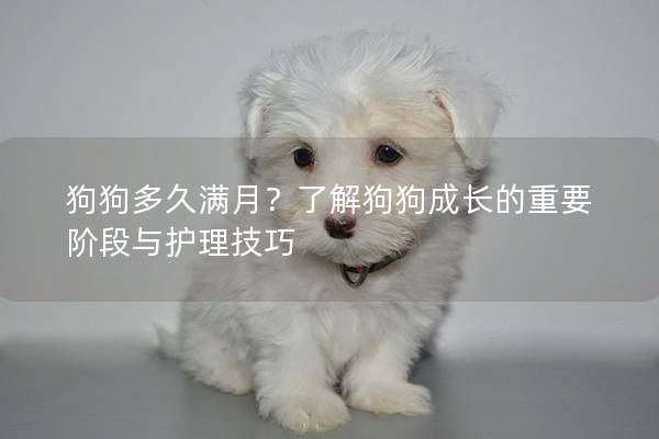 狗狗多久滿月？了解狗狗成長的重要階段與護理技巧