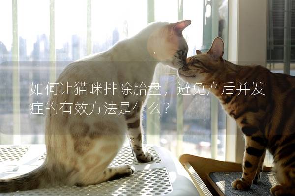 如何讓貓咪排除胎盤(pán)，避免產(chǎn)后并發(fā)癥的有效方法是什么？