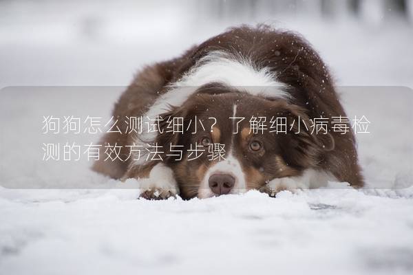 狗狗怎么測試細小?了解細小病毒檢測的有效方法與步驟 狗狗怎么測試細小?了解細小病毒檢測的有效方法與步驟