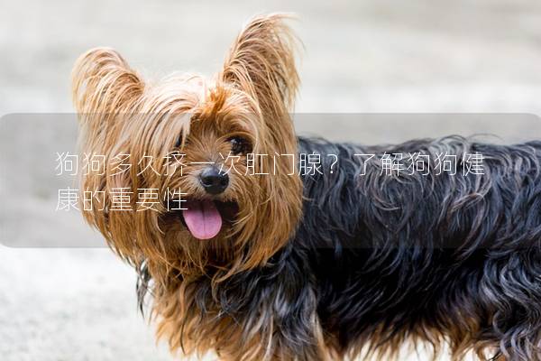 狗狗多久擠一次肛門腺?了解狗狗健康的重要性 狗狗多久擠一次肛門腺?了解狗狗健康的重要性