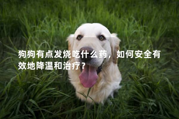 狗狗有點發燒吃什么藥，如何安全有效地降溫和治療？