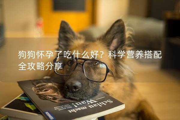 狗狗懷孕了吃什么好？科學營養搭配全攻略分享
