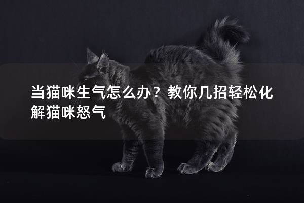 當貓咪生氣怎么辦？教你幾招輕松化解貓咪怒氣