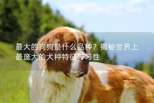 最大的狗狗是什么品種?揭秘世界上最龐大的犬種特征與習性 最大的狗狗是什么品種?揭秘世界上最龐大的犬種特征與習性