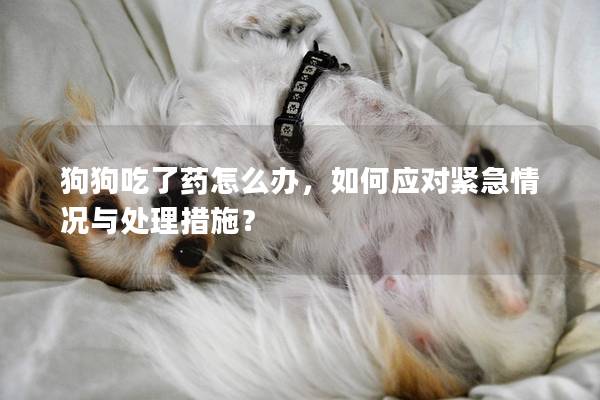狗狗吃了藥怎么辦,如何應(yīng)對(duì)緊急情況與處理措施? 狗狗吃了藥怎么辦,如何應(yīng)對(duì)緊急情況與處理措施?