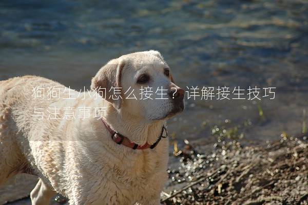 狗狗生小狗怎么接生?詳解接生技巧與注意事項 狗狗生小狗怎么接生?詳解接生技巧與注意事項