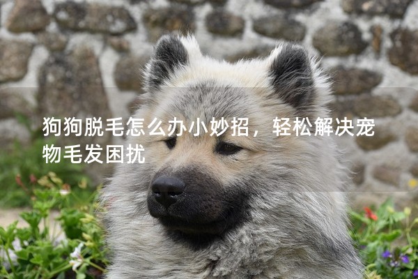 狗狗脫毛怎么辦小妙招,輕松解決寵物毛發困擾 狗狗脫毛怎么辦小妙招,輕松解決寵物毛發困擾