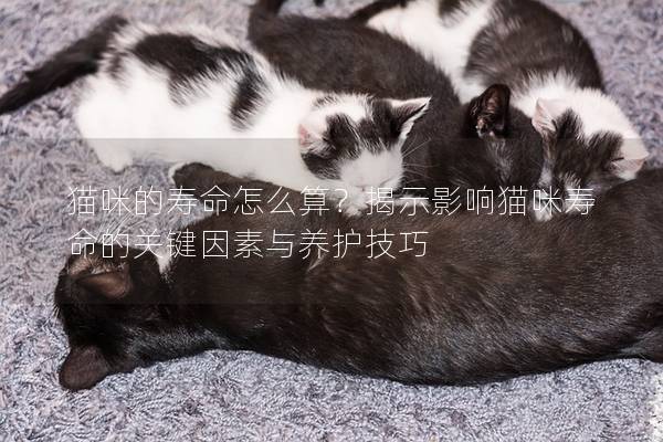 貓咪的壽命怎么算？揭示影響貓咪壽命的關鍵因素與養護技巧