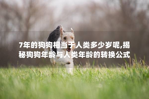 7年的狗狗相當于人類多少歲呢,揭秘狗狗年齡與人類年齡的轉換公式
