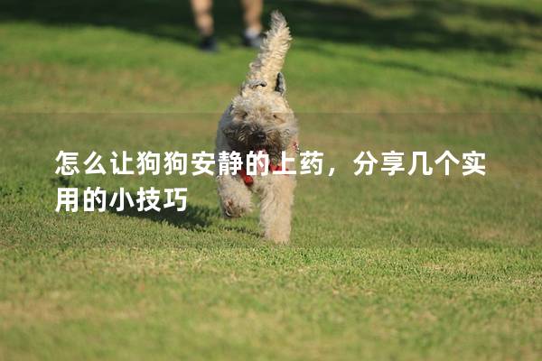 怎么讓狗狗安靜的上藥，分享幾個實用的小技巧