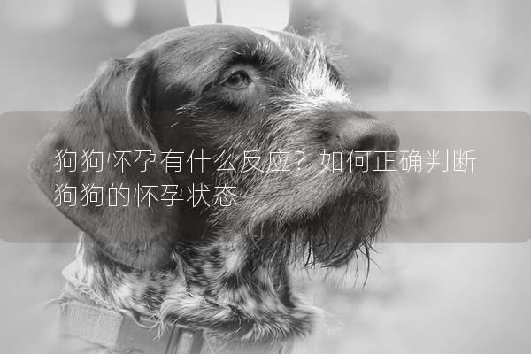 狗狗懷孕有什么反應？如何正確判斷狗狗的懷孕狀態