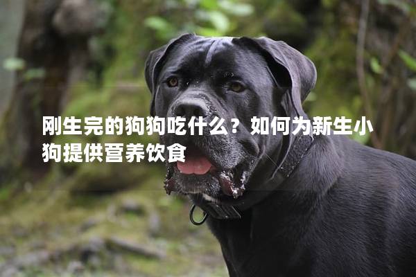 剛生完的狗狗吃什么?如何為新生小狗提供營養飲食 剛生完的狗狗吃什么?如何為新生小狗提供營養飲食