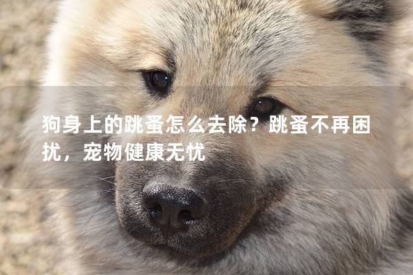 狗身上的跳蚤怎么去除?跳蚤不再困擾,寵物健康無憂 狗身上的跳蚤怎么去除?跳蚤不再困擾,寵物健康無憂