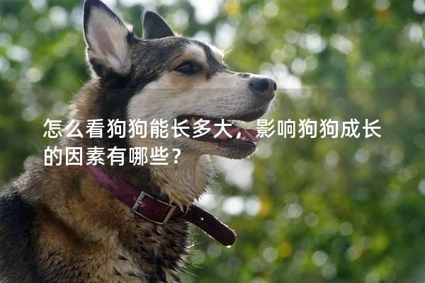 怎么看狗狗能長多大，影響狗狗成長的因素有哪些？