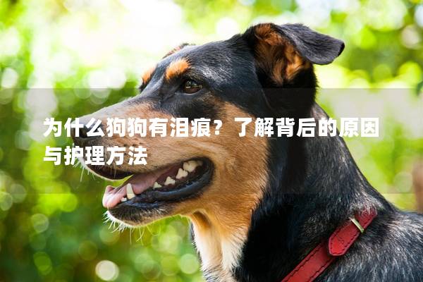 為什么狗狗有淚痕？了解背后的原因與護理方法