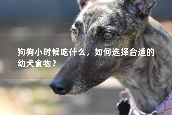 狗狗小時候吃什么，如何選擇合適的幼犬食物？