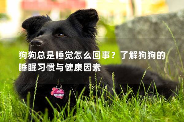狗狗總是睡覺(jué)怎么回事？了解狗狗的睡眠習(xí)慣與健康因素